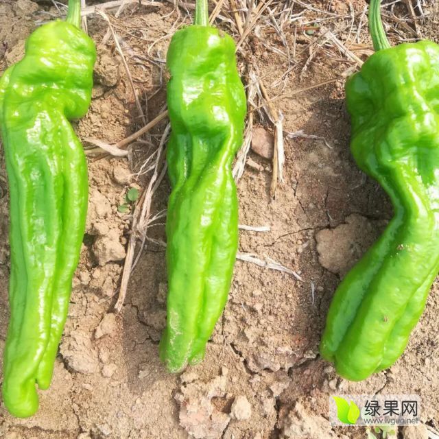 芜湖椒，螺丝椒，301，大黑二黑皱皮小辣椒_辣椒价格行情_蔬菜商情网