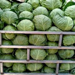陕西三原 县，中甘系列甘蓝以大量上市