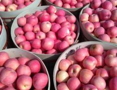 山东栖霞红富士苹果大量上市，欢迎全国各地人士前来