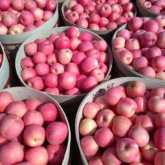 山东栖霞红富士苹果大量上市，欢迎全国各地人士前来