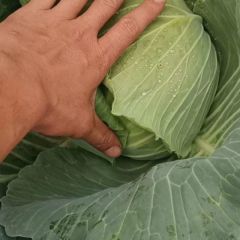 高价大量收购绿包菜