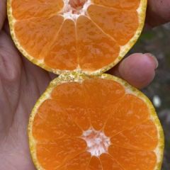 柑橘爱媛大量出售