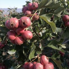 美丽的大金星 本人经营20亩山楂园