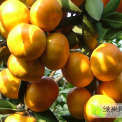 欲问柑橘哪家强，湖北武当找玉皇