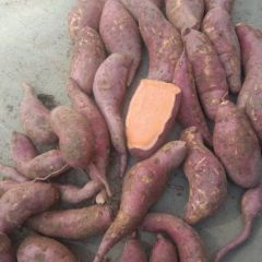 平度西瓜红地瓜上市了