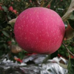 甘肃苹果红富士纸袋成熟了，诚信代办代发马爱祖13830000149.