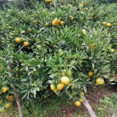 雁江蜜桔！蜜桔王者