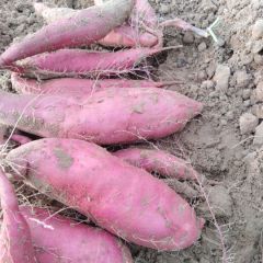 优质沙地红薯，外表光滑，口感面甜