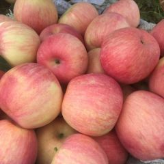 大量寒富苹果出售，山地果，纸袋条红，个大味甜香脆可口，价格实惠