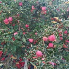 专业合作社种植的富硒高钙果