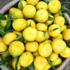 东坡区宫川蜜橘、爱媛出售