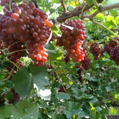 河北无核红提克伦生种植基地产地批发