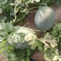 大量供应无籽西瓜