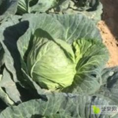 商丘绿球黄心甘蓝上市了