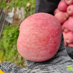 庆阳精品红富士