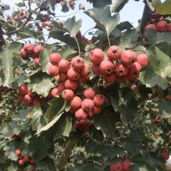 切片果，打浆果，商品果欢迎采购