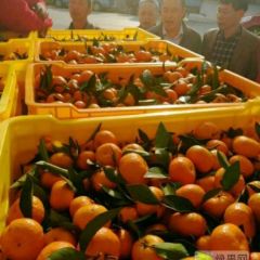 广西桂林南丰蜜桔上市