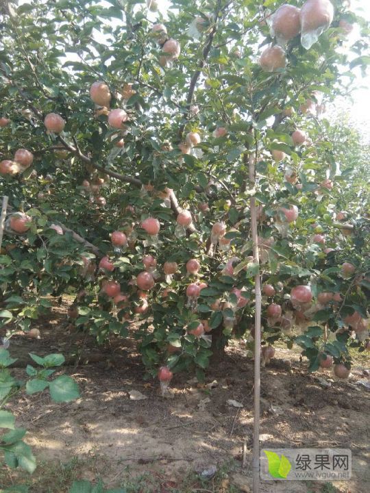 2020年山東莘縣紅富士?jī)r(jià)格