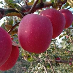 甘肃天水红富士上市了，欢迎各位老板速来订购