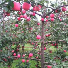 甘肃天水红富士上市了
