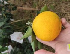 爱媛38号果冻橙开始订货了！