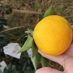 爱媛38号果冻橙开始订货了！