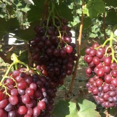山东露天红宝石葡萄开始了！！！
