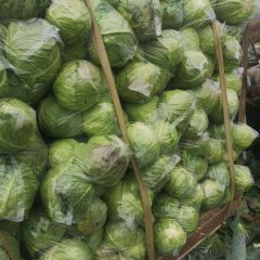 河南省邓州市甘蓝种植基地