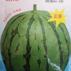 批发西瓜种子哪儿去,河南西瓜种子最满意