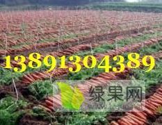 陕西省大荔县优质红萝卜产地，红萝卜产地大量上市