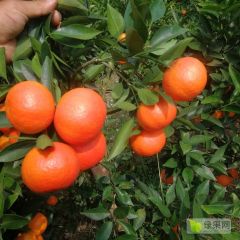 产地大量（东方红、世纪红、美国糖橘）上市了