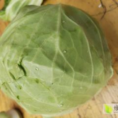 大量供应精品甘蓝