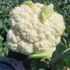 21年菜花价格行情 产地 中国菜花网 蔬菜商情网