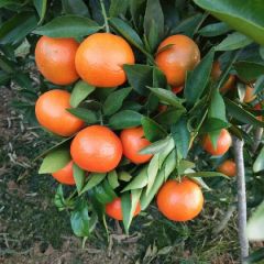 兴安县东方红桔 真诚实意与您共赢