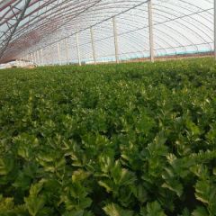 好西芹大量上市中