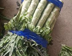 新野红叶莴笋大量上市