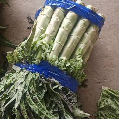 新野红叶莴笋大量上市