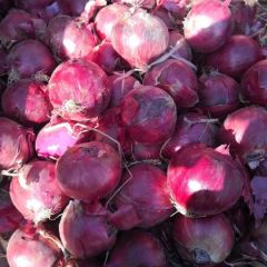 好红葱，看张掖，精品红元帅