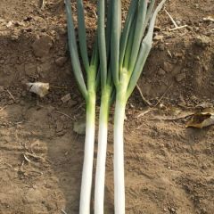 铁杆大葱代购代销