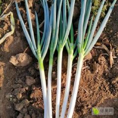 常年代收大葱土豆