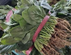 河南滑县蔬菜种植基地，现大量供应优质菠菜货源充足
