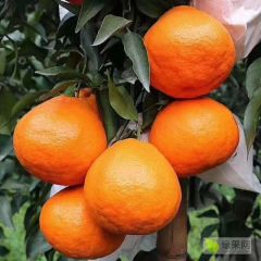 耙耙柑代办，碰柑代办，诚信经营