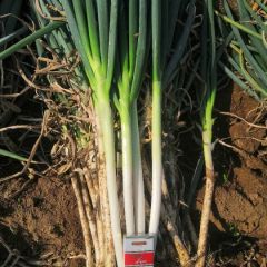 铁杆大葱，大量供货，货源充足，品质一流