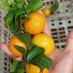 砂糖橘卖得早.老婆容易找