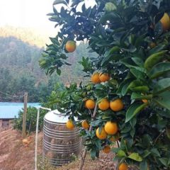 正宗赣南脐橙，自家果园直发，10斤，20斤包邮