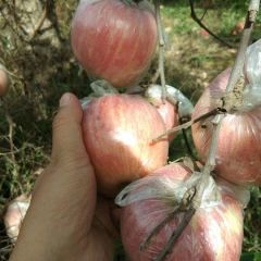 临猗县冰糖心红富士苹果