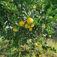 广西崇左市扶绥县大量供应广西红江橙