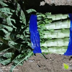 山东省临沂市郯城县基地红尖叶莴笋大量上市