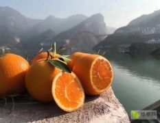 2021年秭归脐橙开园上市啦！！！