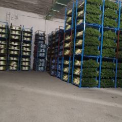 常年供应铁杆大葱